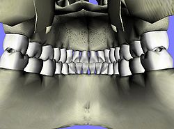 دندان انسان